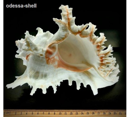 РАКУШКАчихориус рамосус CHICOREUS RAMOSUS  класс А,размер 6"-7"
 опт от 2шт РАКУШКАчихориус рамосус CHICOREUS RAMOSUS  класс А,размер 6"-7"
 опт от 2шт