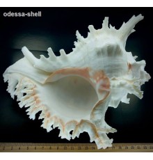 РАКУШКАчихориус рамосус CHICOREUS RAMOSUS класс А,размер  7"-8"  опт от 1шт