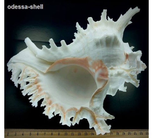РАКУШКАчихориус рамосус CHICOREUS RAMOSUS класс А,размер  7"-8"  опт от 1шт РАКУШКАчихориус рамосус CHICOREUS RAMOSUS класс А,размер  7"-8"  опт от 1шт
