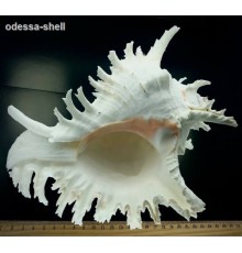 РАКУШКАчихориус рамосус CHICOREUS RAMOSUS класс А  размер 8"-9"
 опт от 1шт