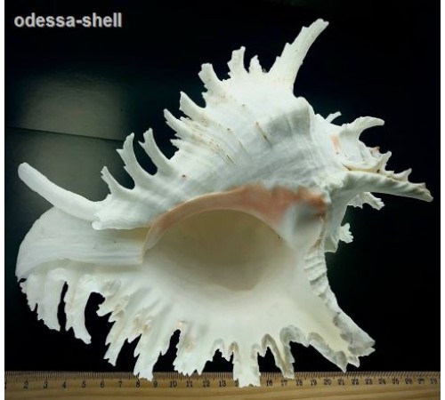 РАКУШКАчихориус рамосус CHICOREUS RAMOSUS класс А  размер 8"-9"
 опт от 1шт РАКУШКАчихориус рамосус CHICOREUS RAMOSUS класс А  размер 8"-9"
 опт от 1шт