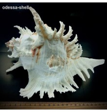 Ракушкачихориус рамосус CHICOREUS RAMOSUS размер 9"-10" класс А
 опт от 1шт