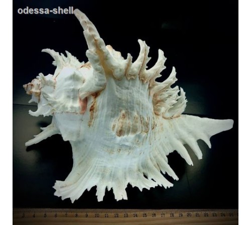 Ракушкачихориус рамосус CHICOREUS RAMOSUS размер 9"-10" класс А
 опт от 1шт Ракушкачихориус рамосус CHICOREUS RAMOSUS размер 9"-10" класс А
 опт от 1шт