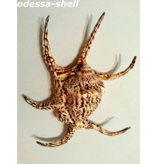 РАКУШКАЛамбис чирагро LAMBIS CHIRAGRA большая,класс А
в уп 1шт опт от 1шт